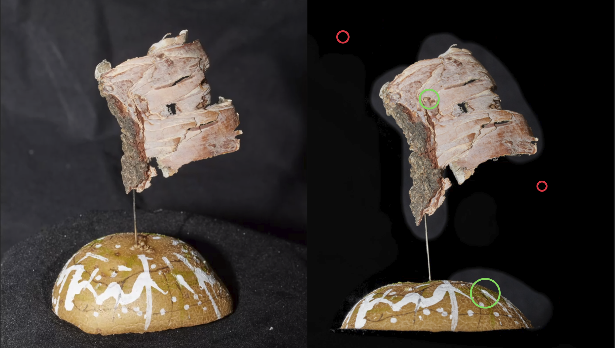 Raw photo vs. cleaned photo of bark on painted pedestal