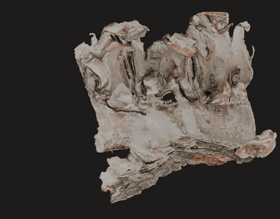 Turntable animation of the scanned bark