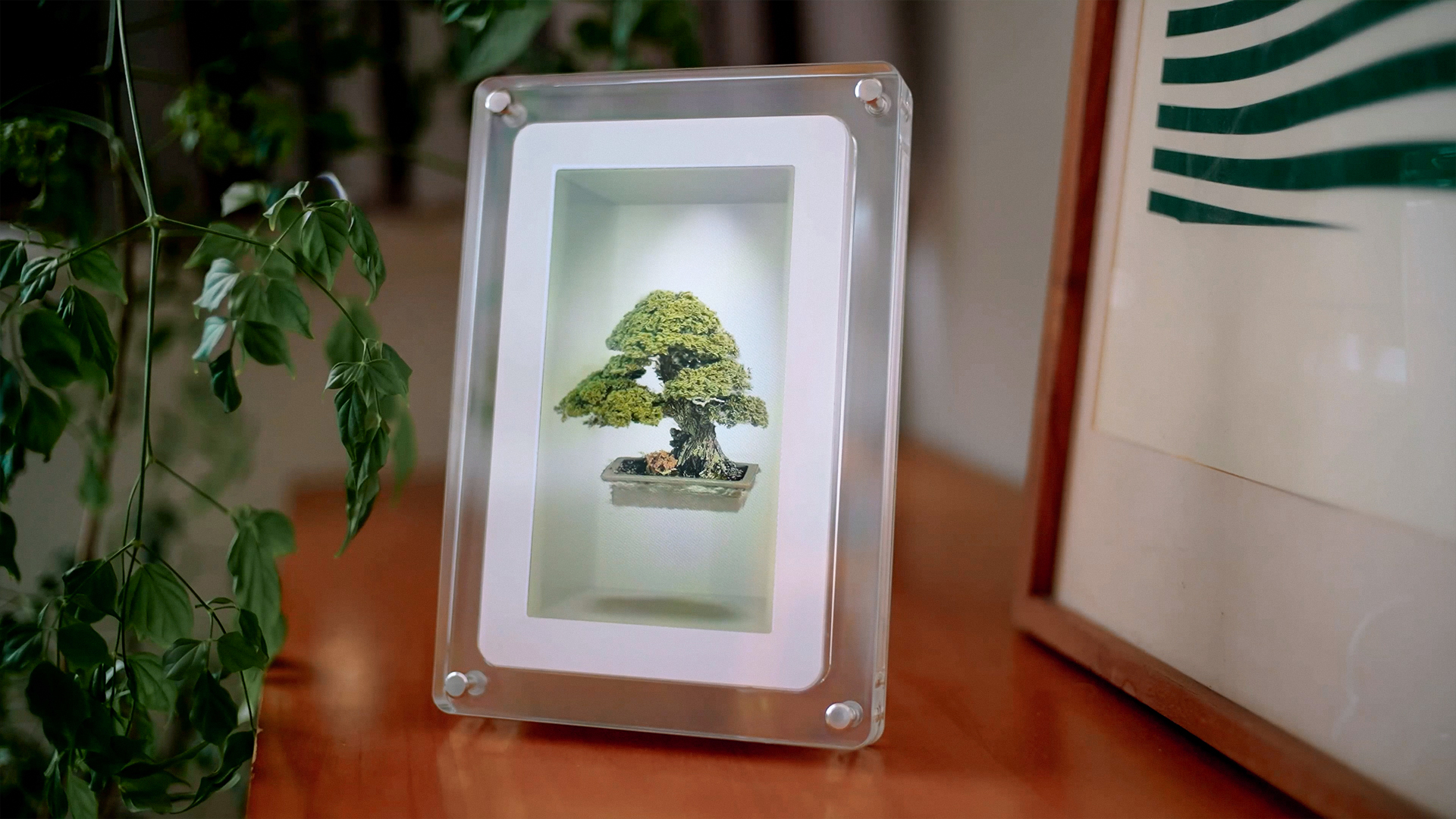 Gaussian splat bonsai tree rendered on the musubi holographic frame
