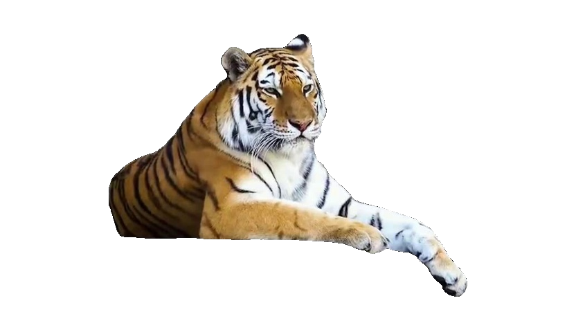 AI-generated tiger with detailed fur produced by MoZoo from a coarse animated mesh